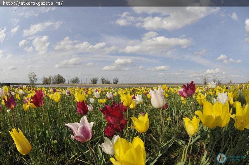 29-30 апреля в Новоузенском районе пройдет Фестиваль тюльпанов (ФОТО)
