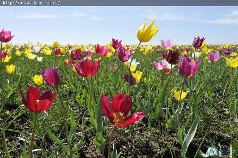 29-30 апреля в Новоузенском районе пройдет Фестиваль тюльпанов (ФОТО)
