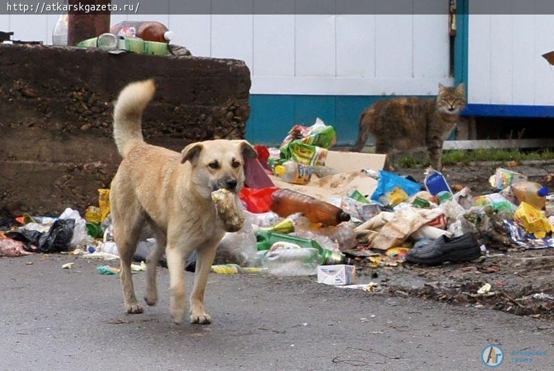 101 бродячую собаку отловили на улицах Аткарска
