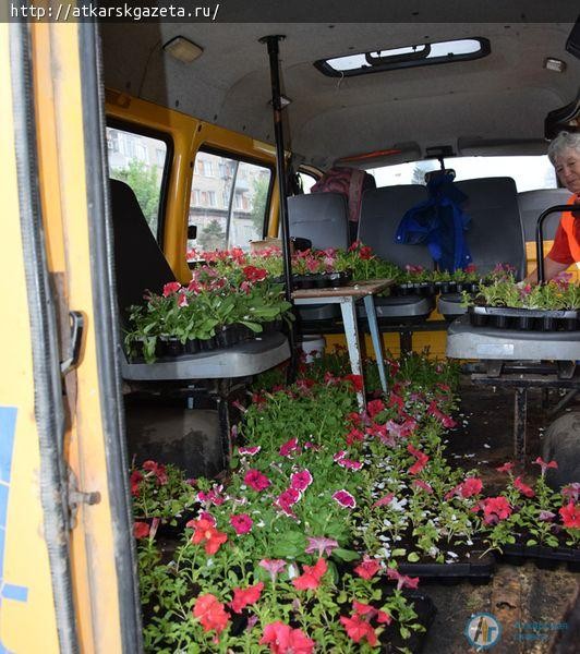 16 000  цветов украсят газоны аткарских улиц (ФОТО)