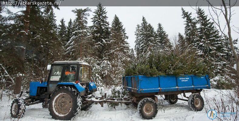 2200 жителей Саратовской области встретят Новый год под аткарскими елками