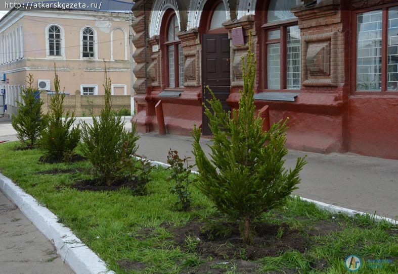 15 зеленых елей сегодня высажены в центре Аткарска (ФОТО)