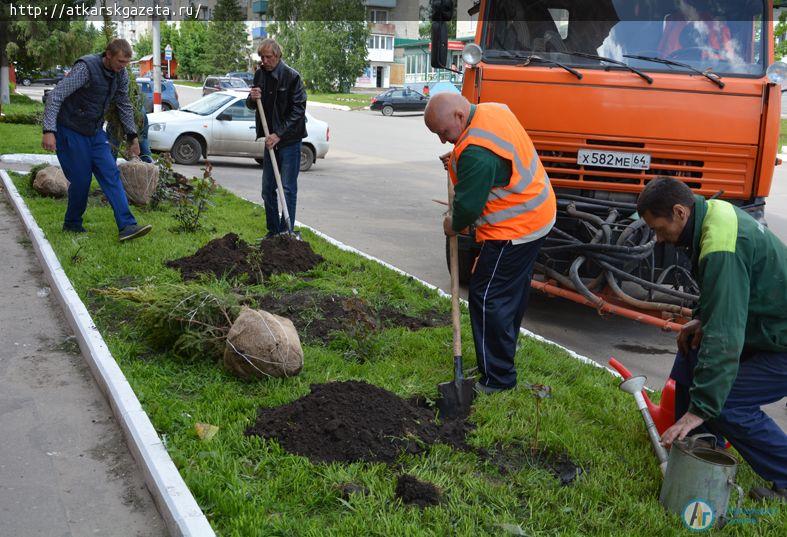 15 зеленых елей сегодня высажены в центре Аткарска (ФОТО)