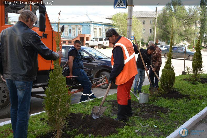 15 зеленых елей сегодня высажены в центре Аткарска (ФОТО)