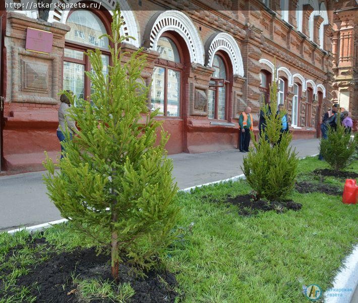 15 зеленых елей сегодня высажены в центре Аткарска (ФОТО)