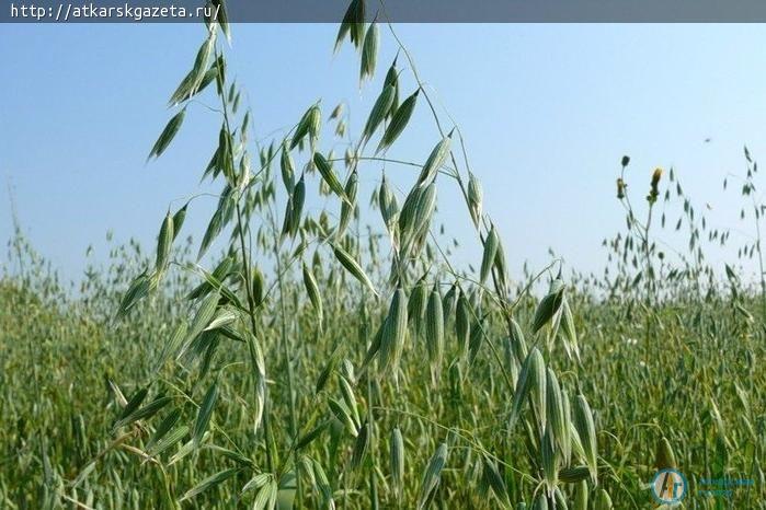 28 июня в народном календаре