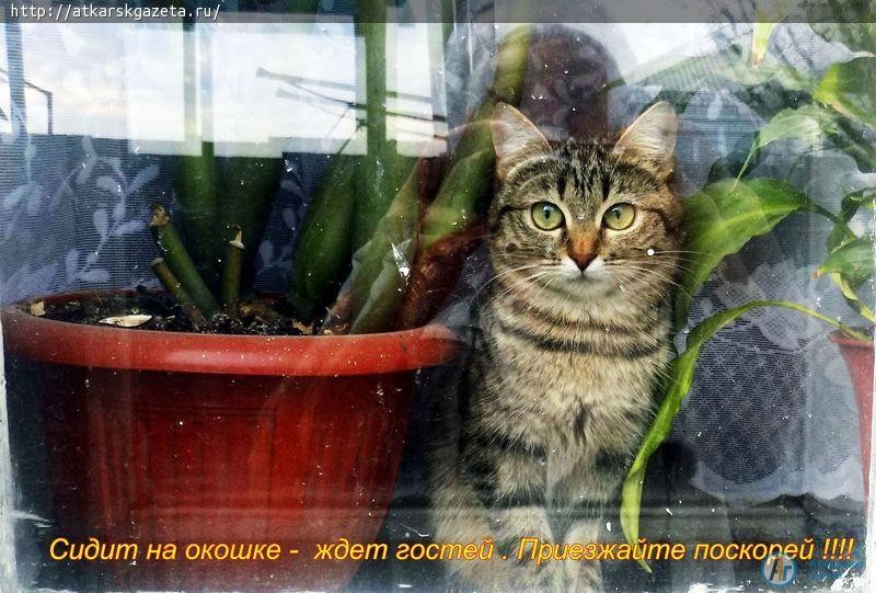 «АГ» продолжает прием фото кошек на вернисаж