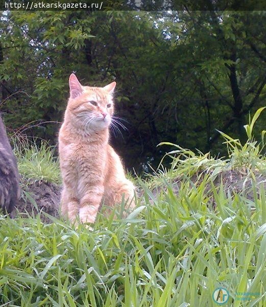 «АГ» продолжает прием фото кошек на вернисаж