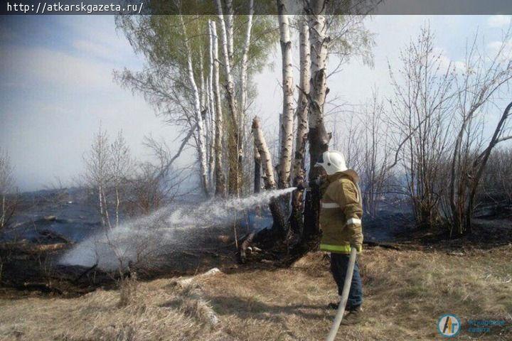 Аткарчанам запретили бывать в лесу