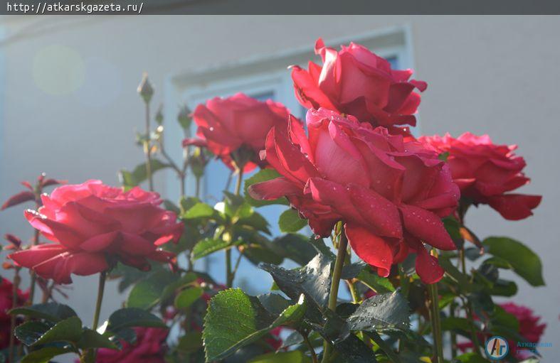 Аткарские розы на пике цветения (ФОТО)