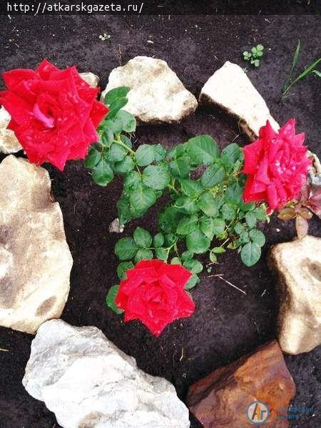 Аткарские розы получили имена Виктория и Елизавета