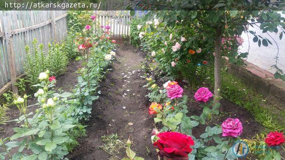 Аткарские розы помогают инвалиду I группы бороться с болезнями (ФОТО)