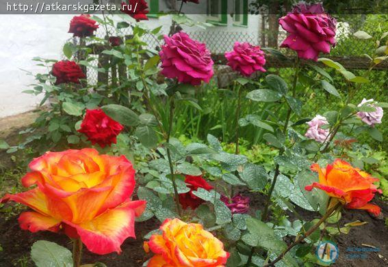 Аткарские розы помогают инвалиду I группы бороться с болезнями (ФОТО)