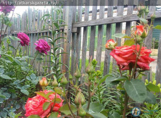 Аткарские розы помогают инвалиду I группы бороться с болезнями (ФОТО)