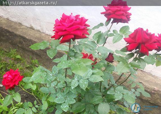 Аткарские розы помогают инвалиду I группы бороться с болезнями (ФОТО)
