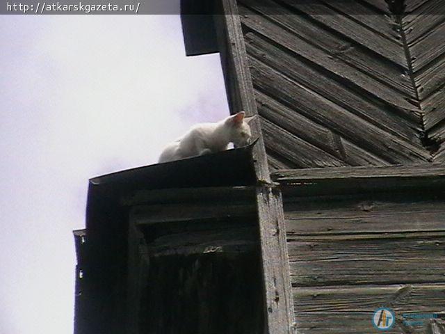 Аткарские спасатели сняли с крыши двухэтажного дома пушистого белого котенка