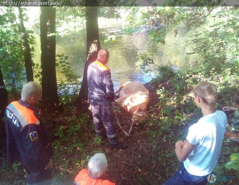 Аткарские спасатели вытащили из Медведицы тонувшую корову Майку (ФОТО)