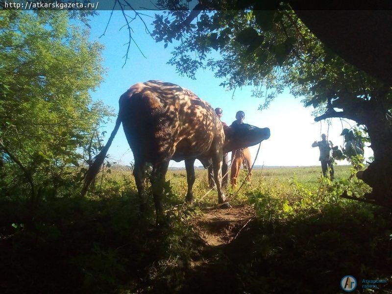 Аткарские спасатели вытащили из Медведицы тонувшую корову Майку (ФОТО)