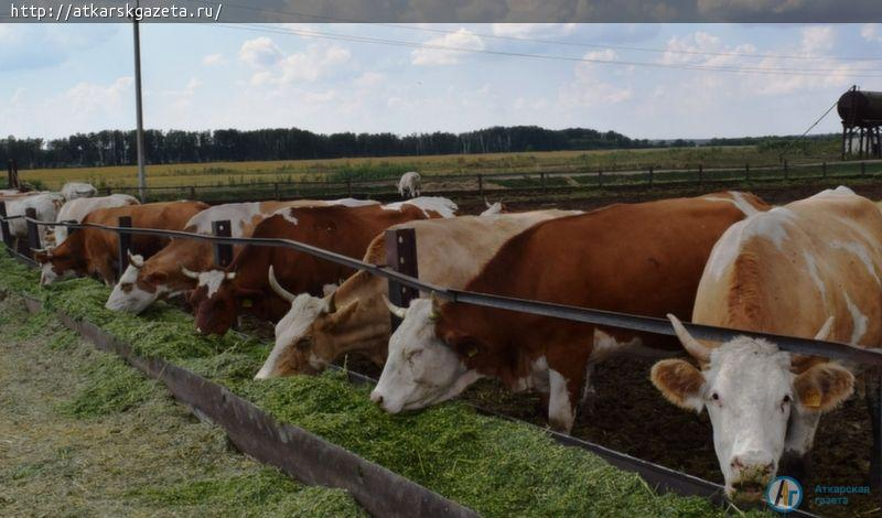 Аткарский район посетил руководитель Саратовстата