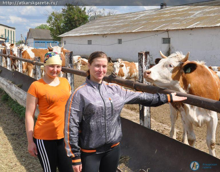 Муммовские коровы набирают популярность у фермеров из Заволжья