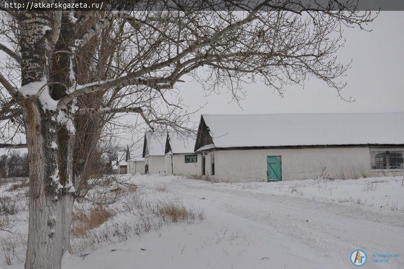Муммовские петухи стали героями новогоднего сюжета ВГТРК «Саратов» (ФОТО)