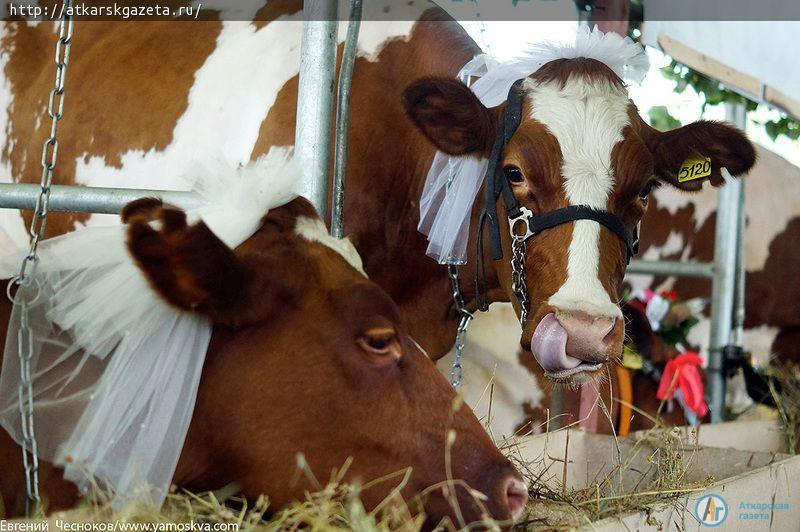 На ВДНХ аткарские буренки намерены покорить всех своей красой и продуктивностью