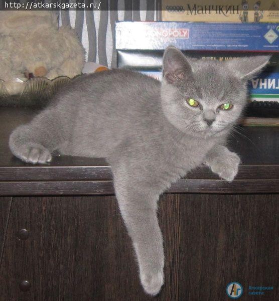 Наследство знаменитого кутюрье возможно достанется его кошке