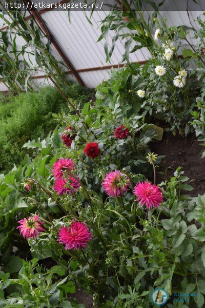 Новая участница конкурса «Аткарские розы» - Наталья КОСЯКОВА (ФОТО)