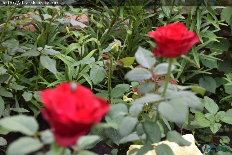 Новая участница конкурса «Аткарские розы» - Наталья КОСЯКОВА (ФОТО)