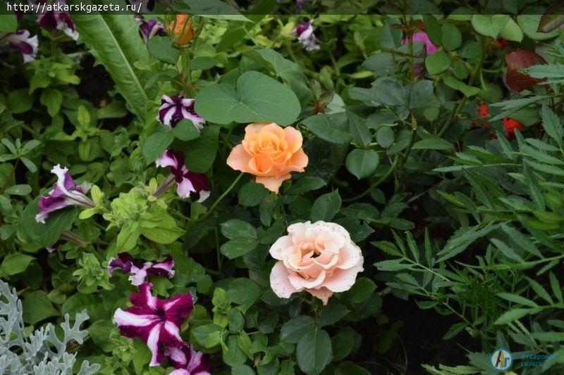 Новая участница конкурса «Аткарские розы» - Наталья КОСЯКОВА (ФОТО)