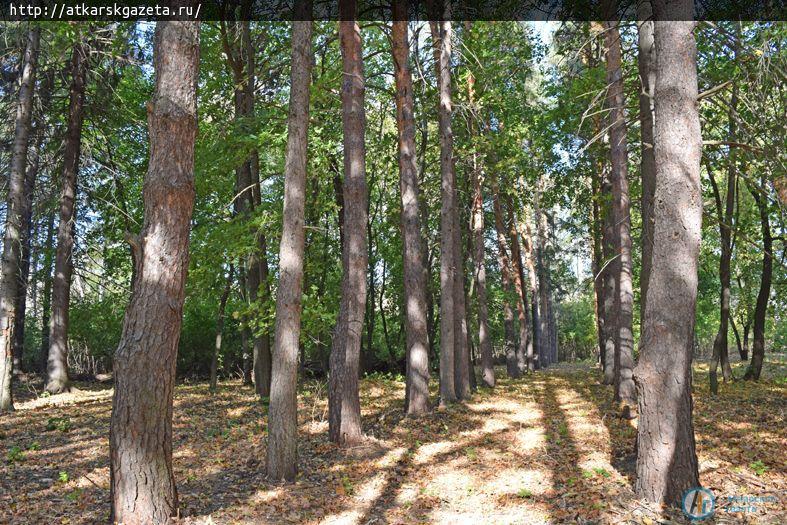 О Марфинском парке замолвили слово аткарские школьники