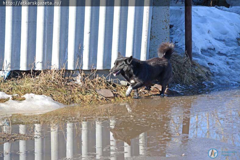 Паводок. Уровень воды на Аткаре близок к критической отметке (ФОТО)