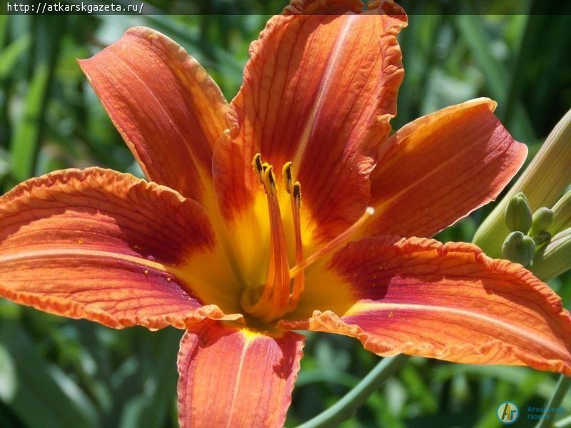 Первая июльская неделя будет жаркой