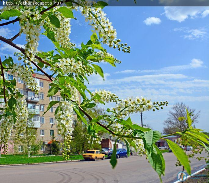Первая половина недели в Аткарске будет жаркой