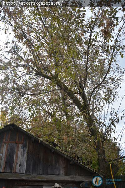 По поручению главы района территорию детского сада избавили от таящих угрозу деревьев (ФОТО)