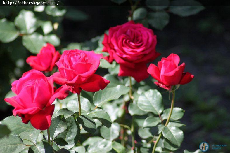 Розоводы гадают о феноменальной активности цветения аткарских роз