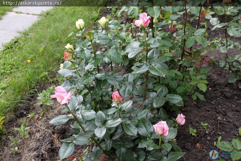 Розоводы гадают о феноменальной активности цветения аткарских роз