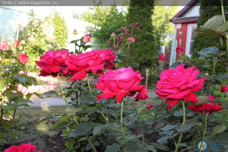 Розоводы гадают о феноменальной активности цветения аткарских роз