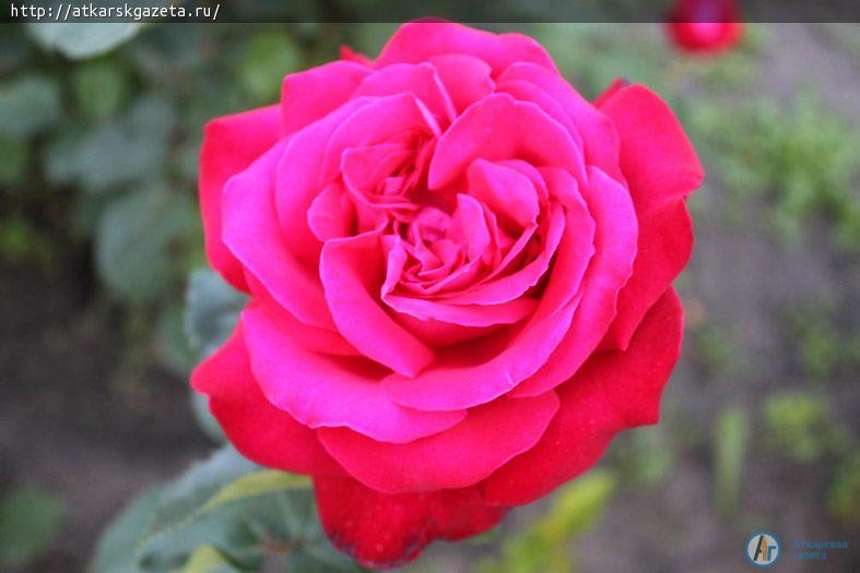 Розоводы гадают о феноменальной активности цветения аткарских роз