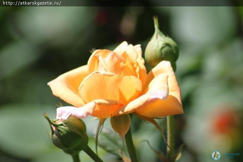 Розоводы гадают о феноменальной активности цветения аткарских роз