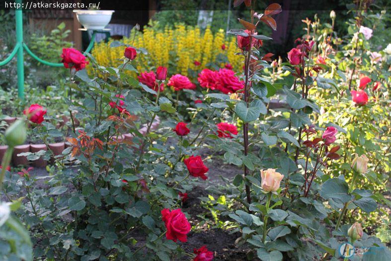 Розоводы гадают о феноменальной активности цветения аткарских роз