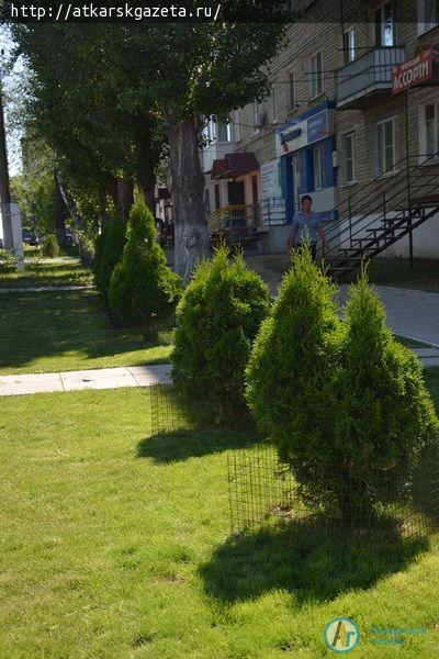 Рудбекия и абрикосы украшают двор на улице Серова в Аткарске (ФОТОРЕПОРТАЖ)