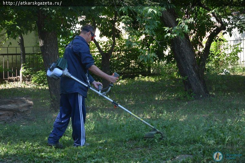 Рудбекия и абрикосы украшают двор на улице Серова в Аткарске (ФОТОРЕПОРТАЖ)