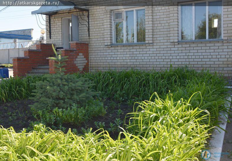 Рудбекия и абрикосы украшают двор на улице Серова в Аткарске (ФОТОРЕПОРТАЖ)