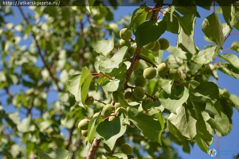 Рудбекия и абрикосы украшают двор на улице Серова в Аткарске (ФОТОРЕПОРТАЖ)