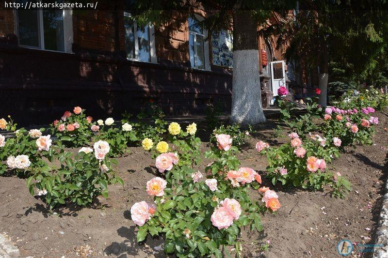 Рудбекия и абрикосы украшают двор на улице Серова в Аткарске (ФОТОРЕПОРТАЖ)