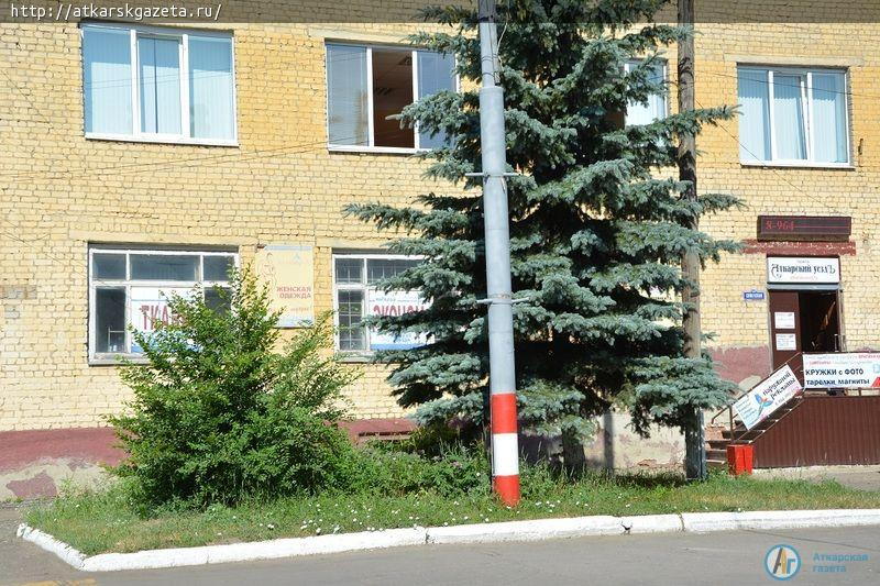 Рудбекия и абрикосы украшают двор на улице Серова в Аткарске (ФОТОРЕПОРТАЖ)