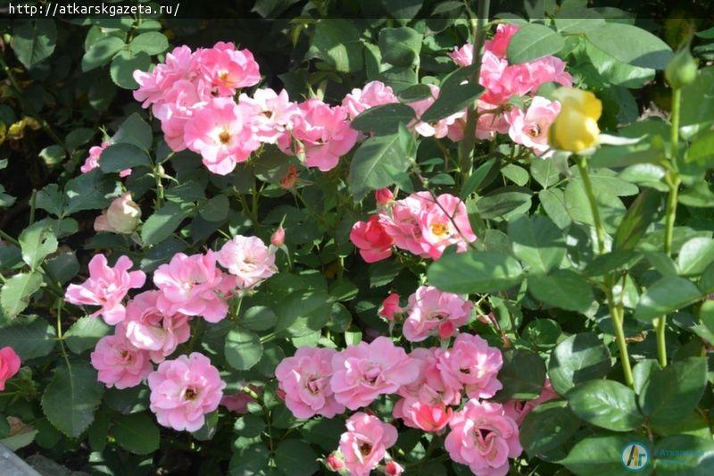 Секрет аткарских роз раскрыла известный аткарский агроном и розовод Зинаида ЖДАНКИНА (ФОТО)