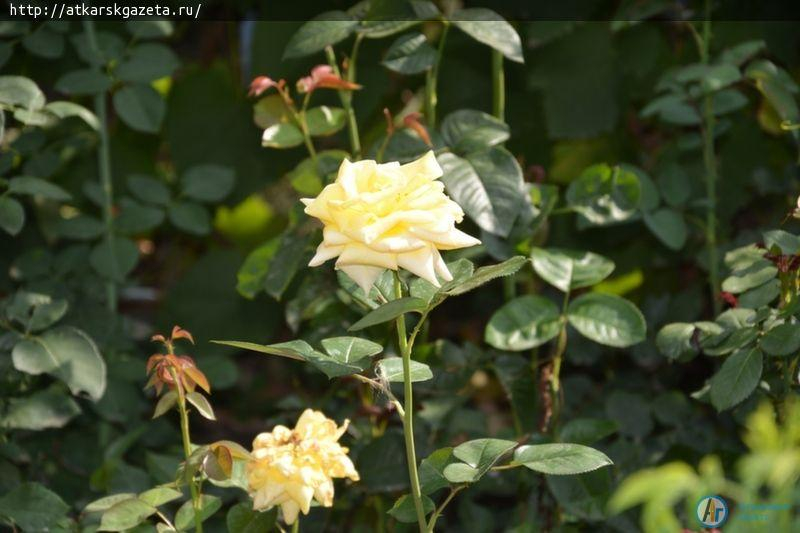 Секрет аткарских роз раскрыла известный аткарский агроном и розовод Зинаида ЖДАНКИНА (ФОТО)