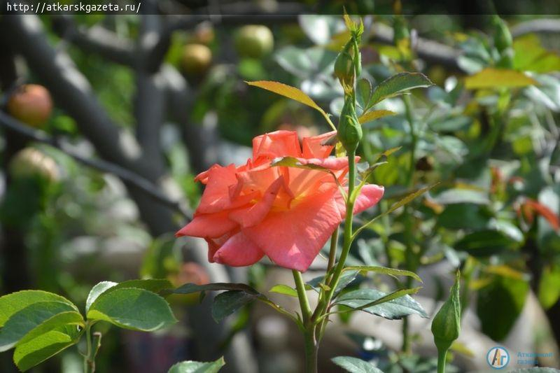 Секрет аткарских роз раскрыла известный аткарский агроном и розовод Зинаида ЖДАНКИНА (ФОТО)
